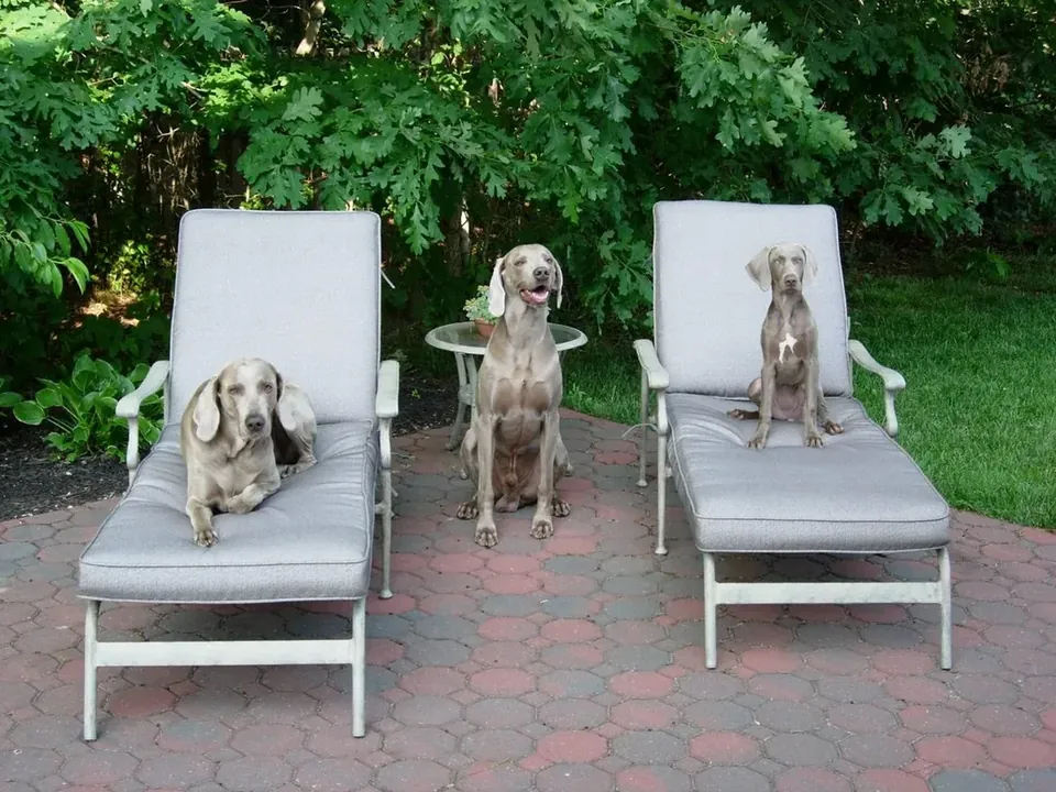 Weimaraner seated outdoors