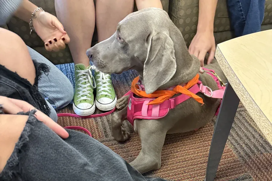 Therapy Weimaraner visiting with a group of people