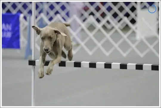 Weimaraner clearing an agility jump