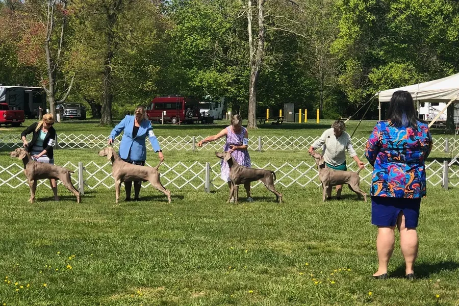 Four Weimaraners stacked with handlers in an outdoor show ring